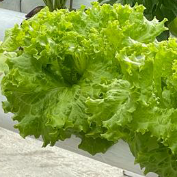 LECHUGA CRESPA VERDE